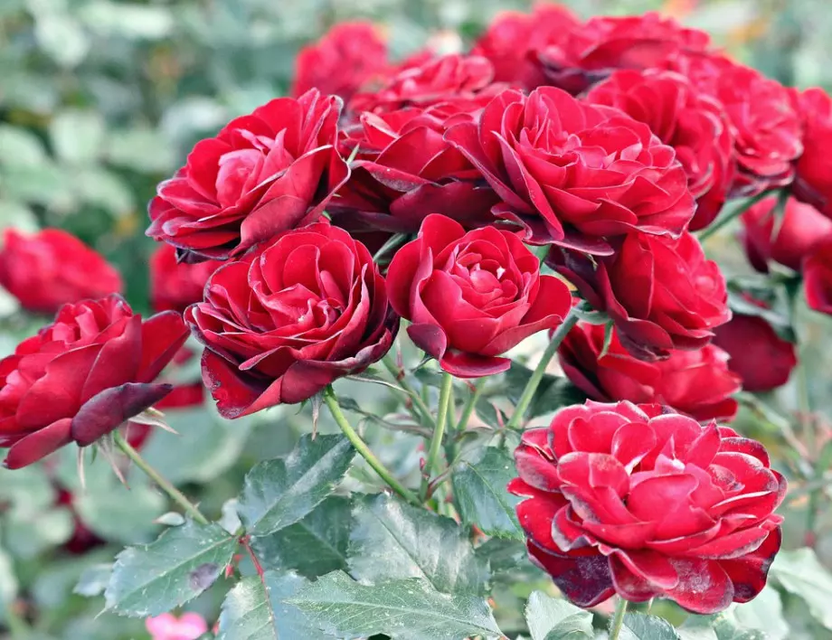 Какво  да засадим до розите, за да ги предпазим от болести и вредители