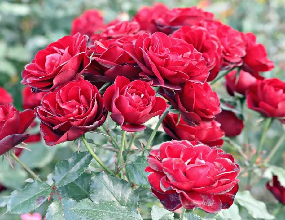 Ако правите тези 4 неща, ще се радвате на пищен цъфтеж на розите