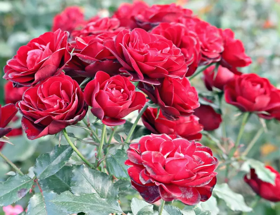 6 сорта рози, които радват с пищен цъфтеж цяло лято
