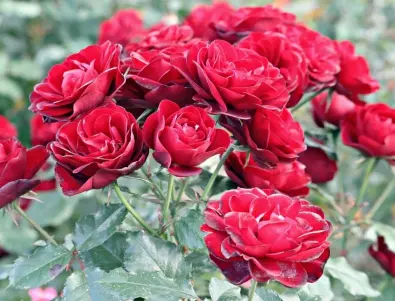 Най-добрият тор за розите през юни - благодарение на него те ще цъфтят дълго и пищно