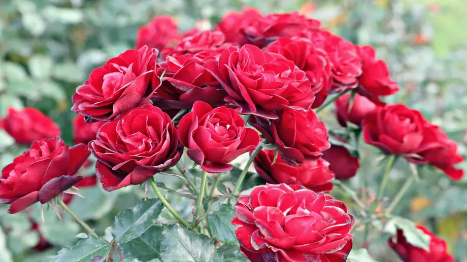 Най-добрият тор за розите през юни - благодарение на него те ще цъфтят дълго и пищно