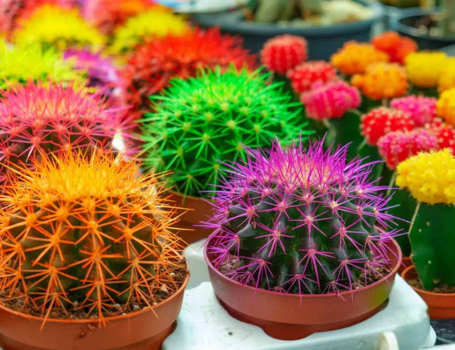 Естествени ли са многоцветните кактуси и какви грижи изискват?