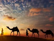 Ще останете без думи, когато разберете от кой континент внася камили Саудитска Арабия