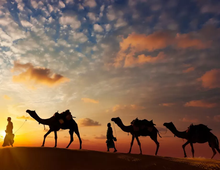 Ще останете без думи, когато разберете от кой континент внася камили Саудитска Арабия