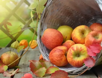 Опитните градинари познават по това, че е време да приберат късните ябълки