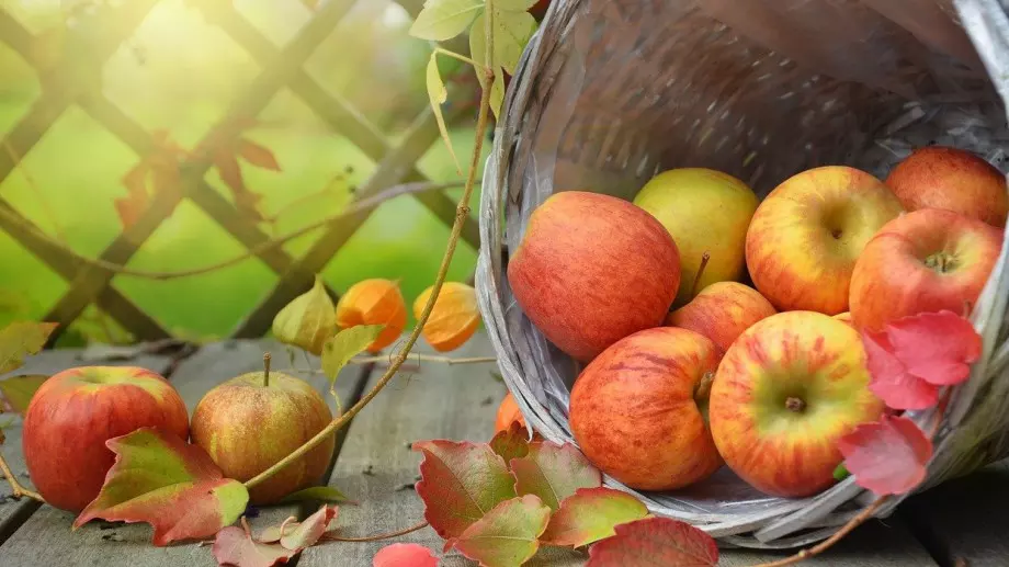 Опитните градинари познават по това, че е време да приберат късните ябълки