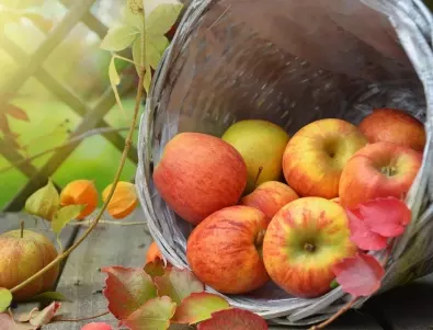 Кога да берем ябълките и как да ги съхраняваме?