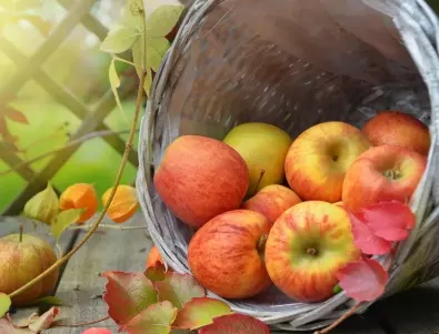 Как правилно се съхраняват ябълките, след като реколтата е готова за бране?