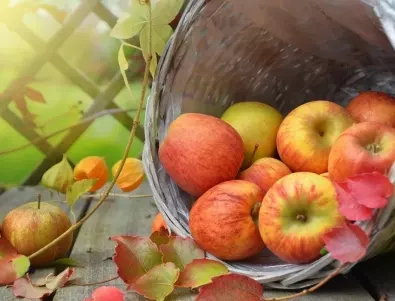 Това е най-добрият тор за ябълката през пролетта - клоните ще се счупят от плодове