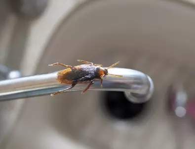 Подправката, която ще изгони завинаги хлебарките от дома ви