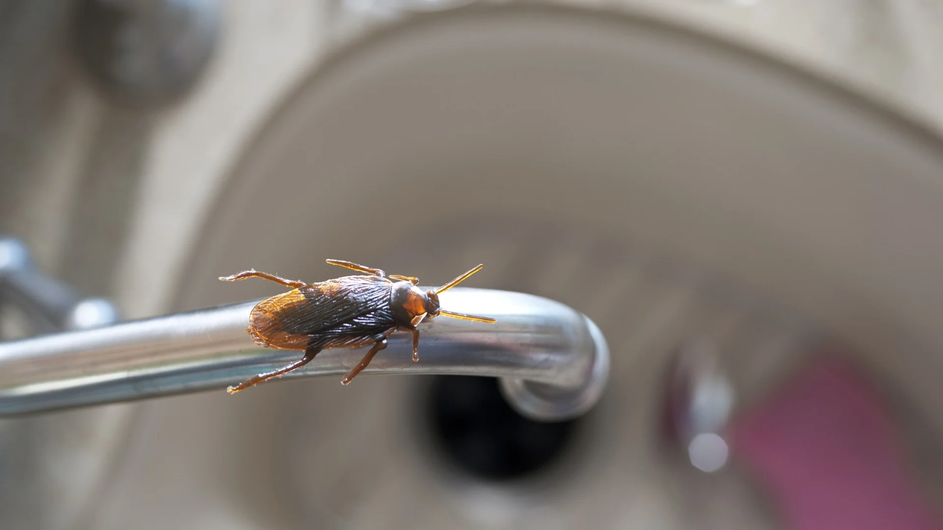 Хлебарки - ето какво вещае появата им в дома ви