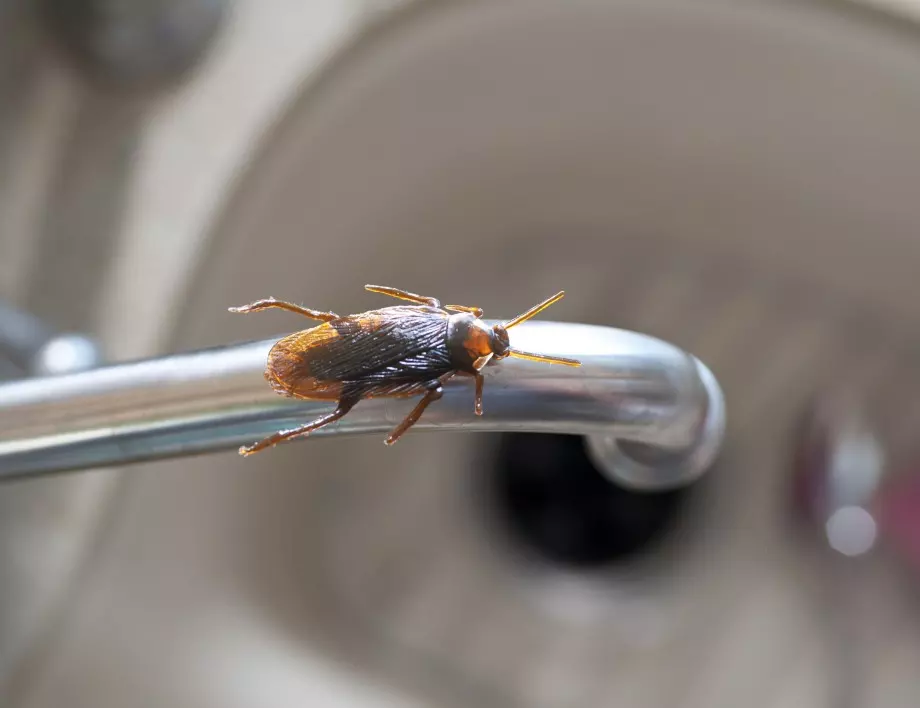 Хлебарки - ето какво вещае появата им в дома ви