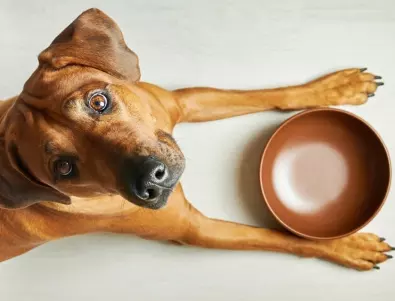 Човешките храни, които може да давате на кучето си без угризения