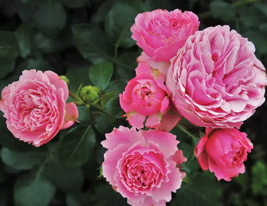 Кои са градинските цветя с най-приятен мирис?