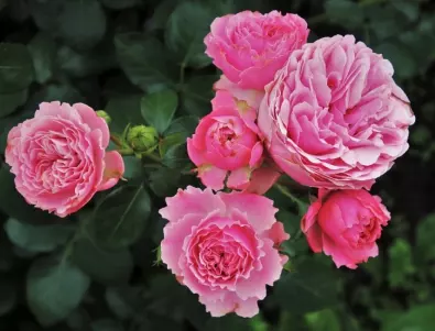 Опитни градинари съветват: НЕ правете тези 5 неща с розите през есента 