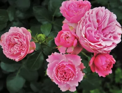 Ако искате розите да цъфтят цяло лято, заседете някой от тези 3 сорта в градината си