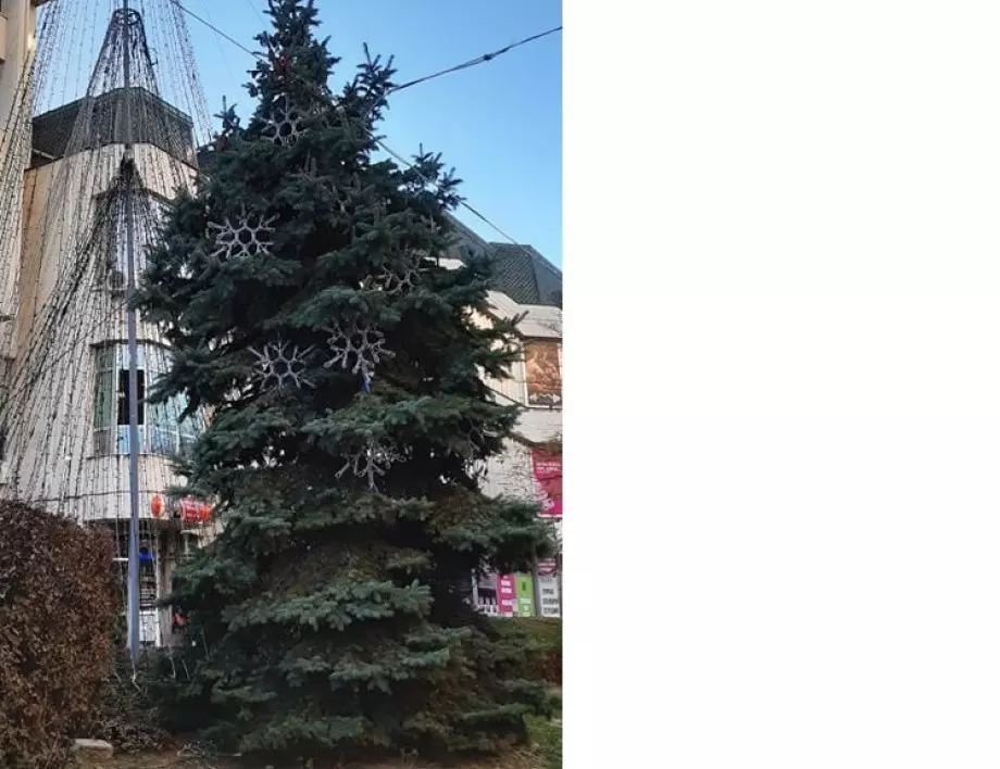Коледната елха в Асеновград грейва за Никулден