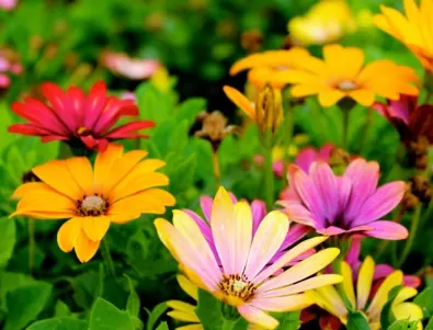 Време е да насърчите растежа на цветята с домашен разтвор от тези 3 съставки 