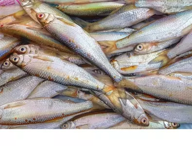 Преди Никулден: БАБХ започнаха проверки по рибните пазари