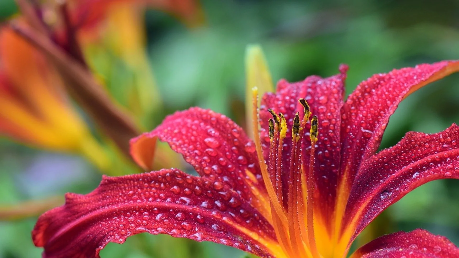 Какво да засадим до прецъфтяващите пролетни цветя: 8 зашеметяващи идеи