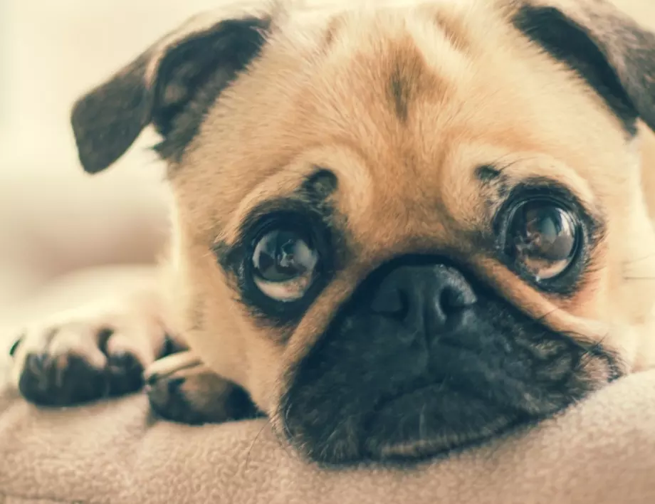 Как да разберете, че кучето ви е сърдито – ЧАСТ 3