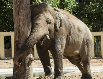 Една година от спасяването на най-самотния слон на света - Кааван (ВИДЕО)