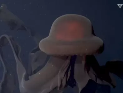 Заснеха рядка хищна медуза с десетметрови пипала (ВИДЕО)
