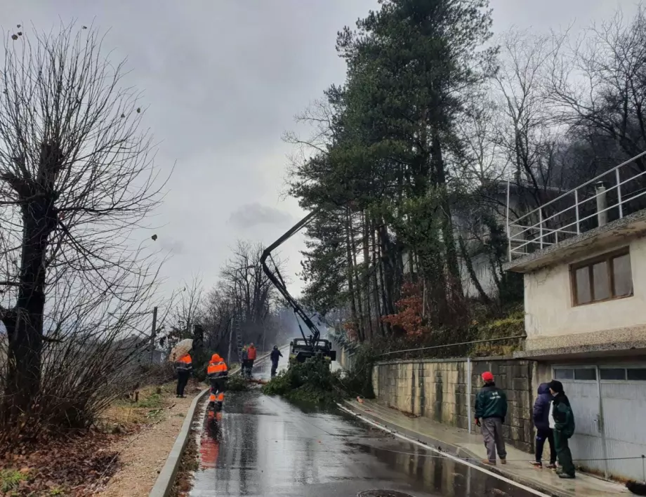 Премахнаха опасни дървета в Трявна