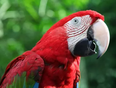 Колко години живеят папагалите - кой е 