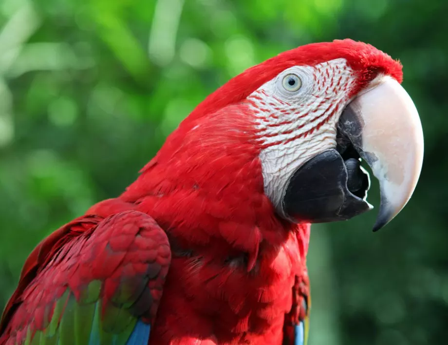 Колко години живеят папагалите - кой е "столетникът" сред тях?