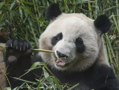 Болна панда обедини тайванци и китайци (ВИДЕО)