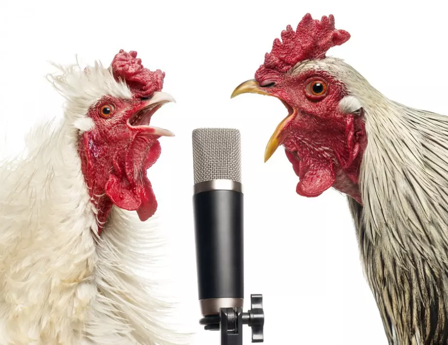 Арменски опозиционери протестираха с кокошки пред Министерския съвет 