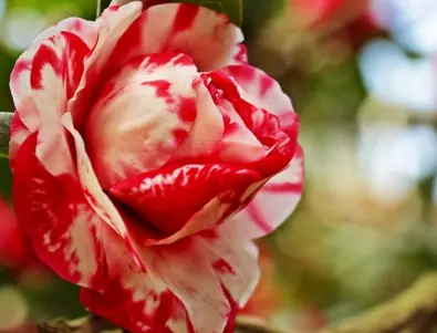 3 грешки, които са пагубни за декоративната роза