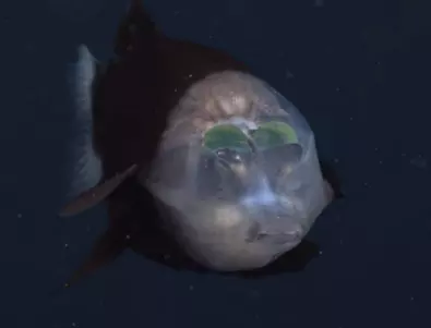 Рядка извънземно изглеждаща риба с полупрозрачна глава е заснета за първи път (ВИДЕО)
