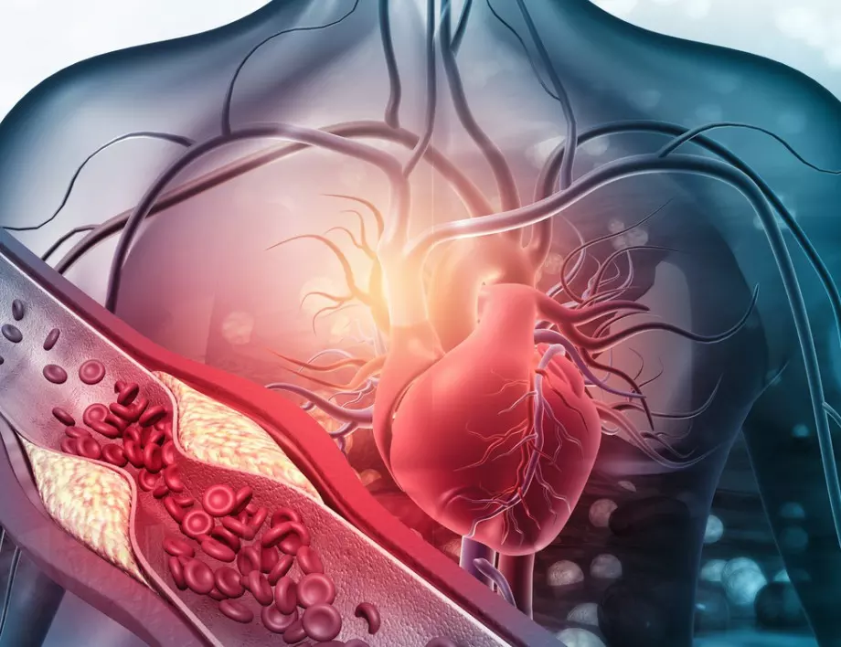 Знаете ли коя е най-голямата артерия в човешкото тяло?