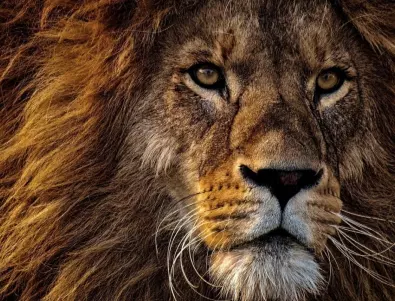 Специалисти от цял свят чистят ушите на лондонски ВИП лъв 