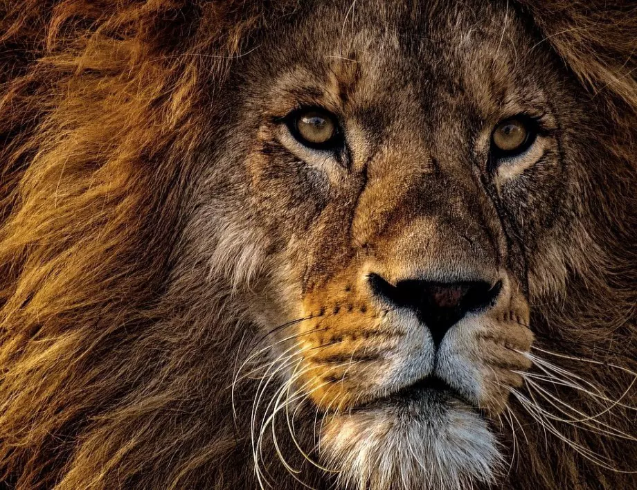 Топ 5 качества на Лъва, които ги правят страхотни лидери