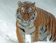 Инцидент в руска гора: Тигър отвлече куче, а след това уби собственика му