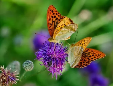 Искате да привлечете много пеперуди в градината и на терасата си? Засадете ТЕЗИ цветя!