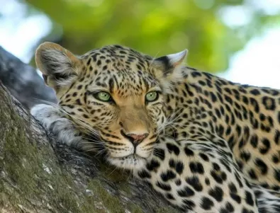 Ужаси в сръбска зоологическа градина: Мъжки леопард уби женска, питон погълна маймуна