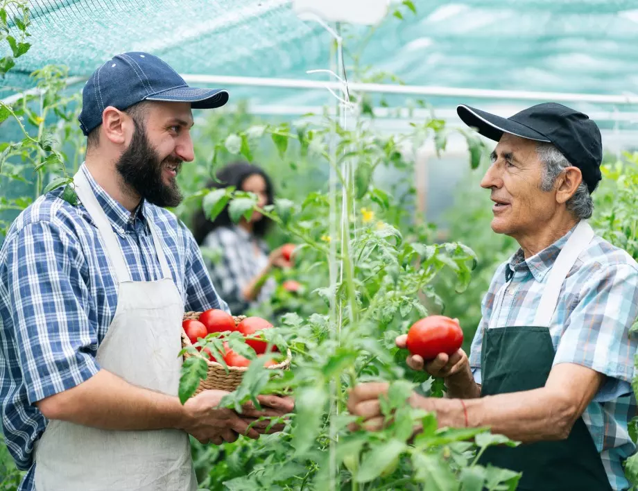 Защо доматите се разцепват: Градинарите споделят