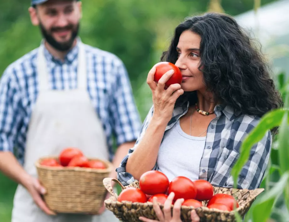 За сладки и сочни домати ви трябва само 1 съставка - ето каква е тайната на опитните градинари