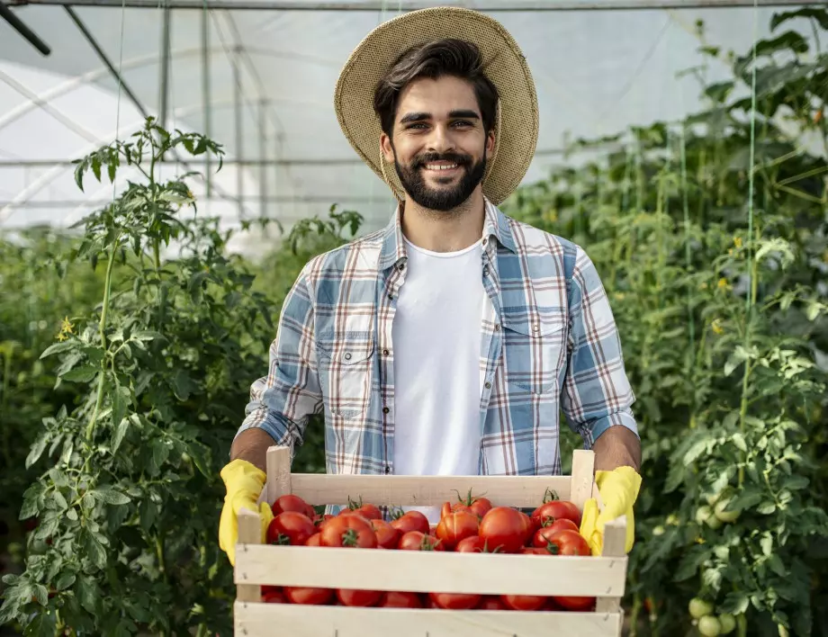 Защо доматите се напукват и как опитните градинари се справят с проблема