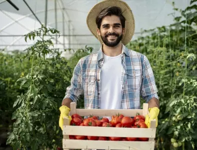 Поливайте доматите така и реколтата им ще е 2 пъти по-богата