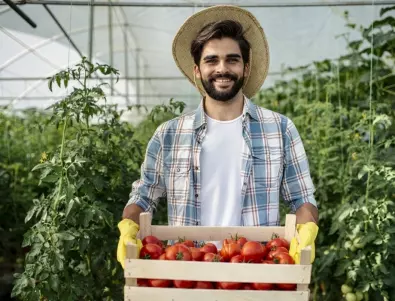 За богата реколта на домати в оранжерия следвайте ТЕЗИ съвети