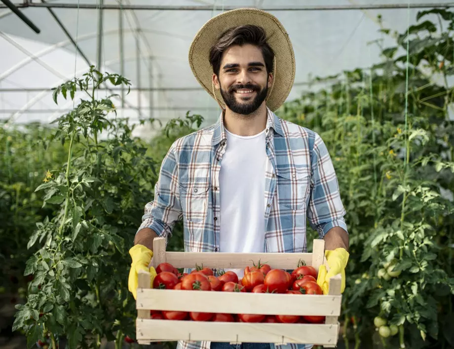 Какво е задължително при първото торене на домати в оранжерия