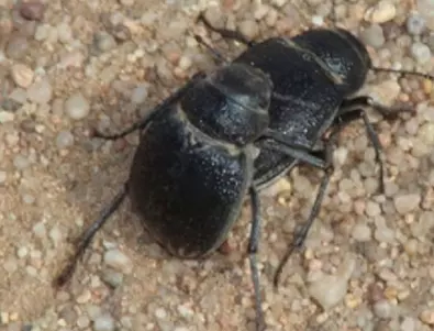 Учени откриха бръмбари, които правят кунилингус, и се намесиха