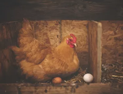 Как да разпознаем ЯЙЦАТА, снесени от здрава кокошка?