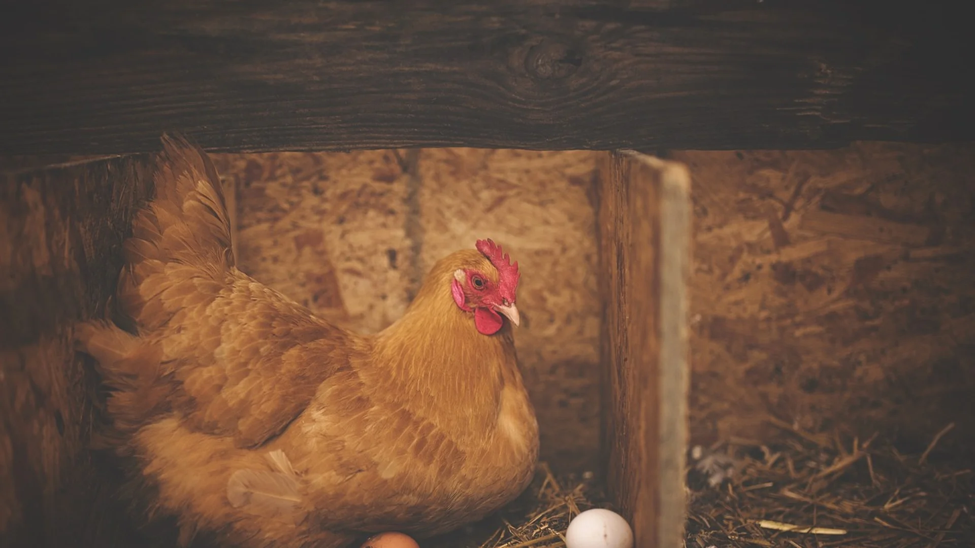 За да снасят яйца през зимата - ето с какво трябва да се хранят кокошките