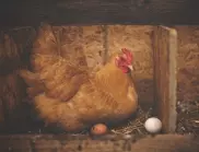 Кои кокошки снасят зелени яйца